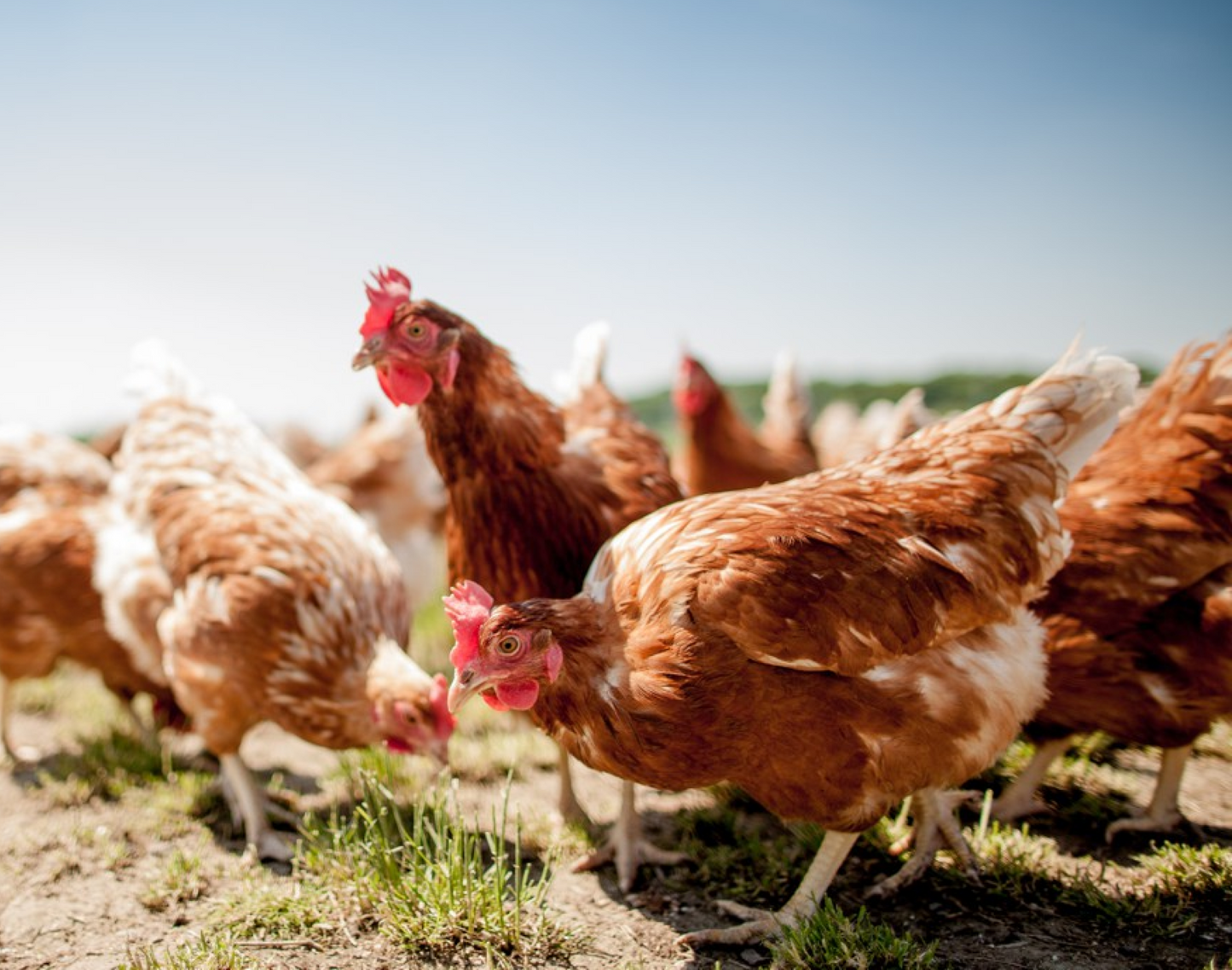 Huhnpatenschaft & Eier‑Abo